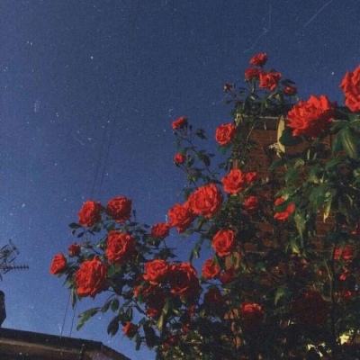 皇冠体育安卓app